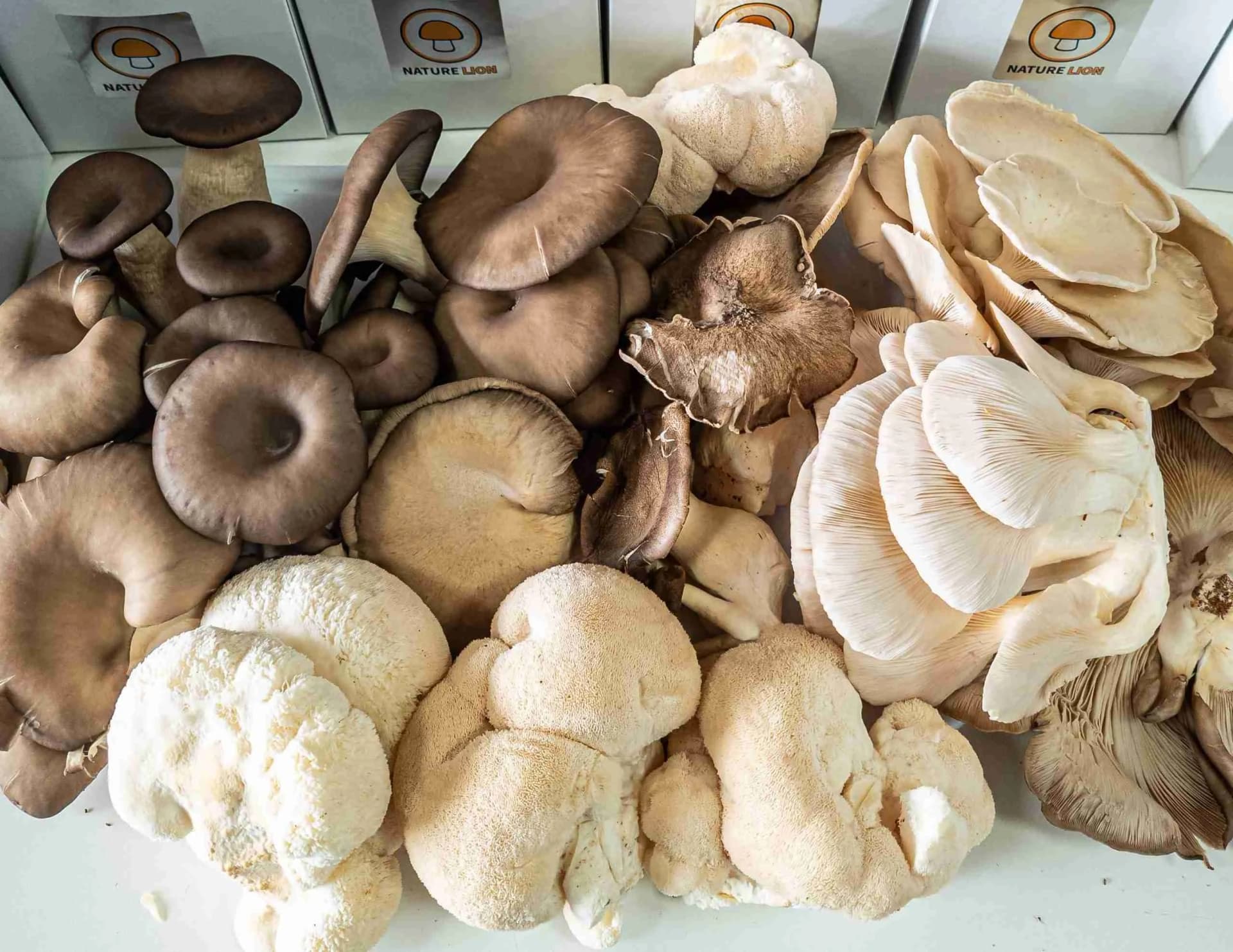 Nature Lion mushroom display at an Ontario farmers market with fresh oyster mushrooms and grow kits