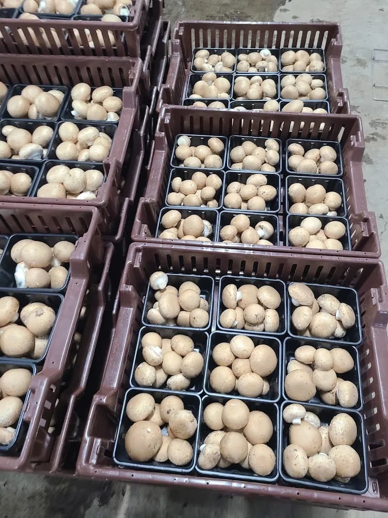 Brantford Mushroom Farm — additional photo