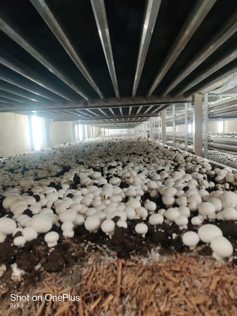 Brantford Mushroom Farm — additional photo