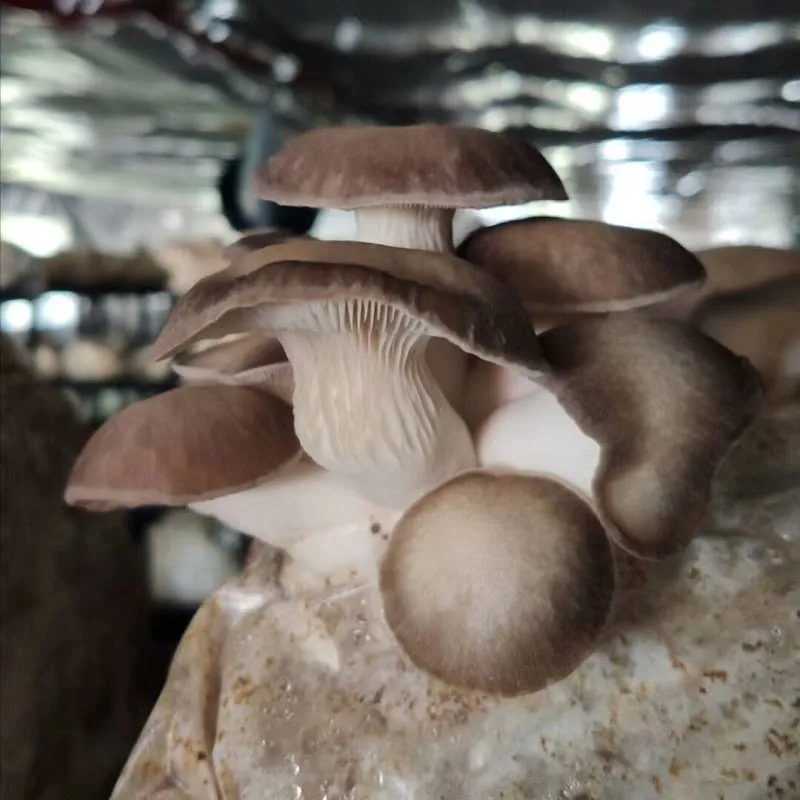 C & C Mushroom Farm — additional photo