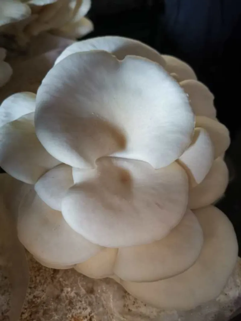 C & C Mushroom Farm — additional photo