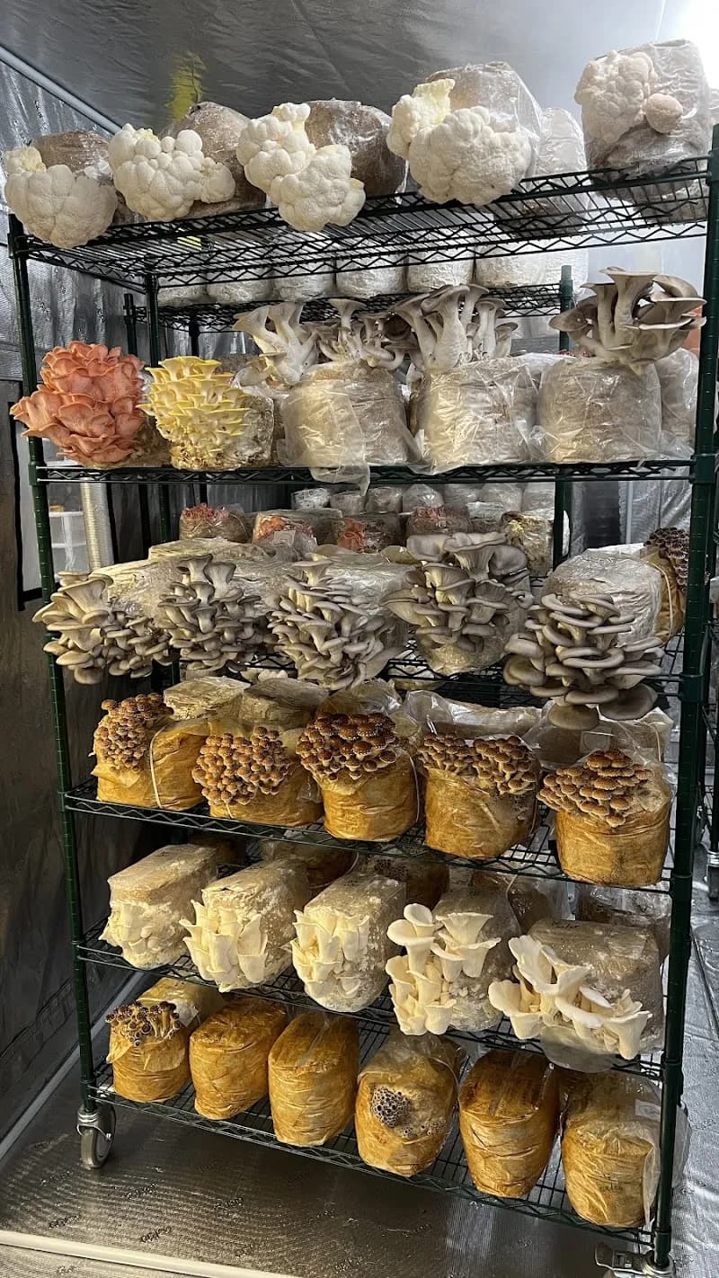 Cap Canopy Mushrooms — additional photo