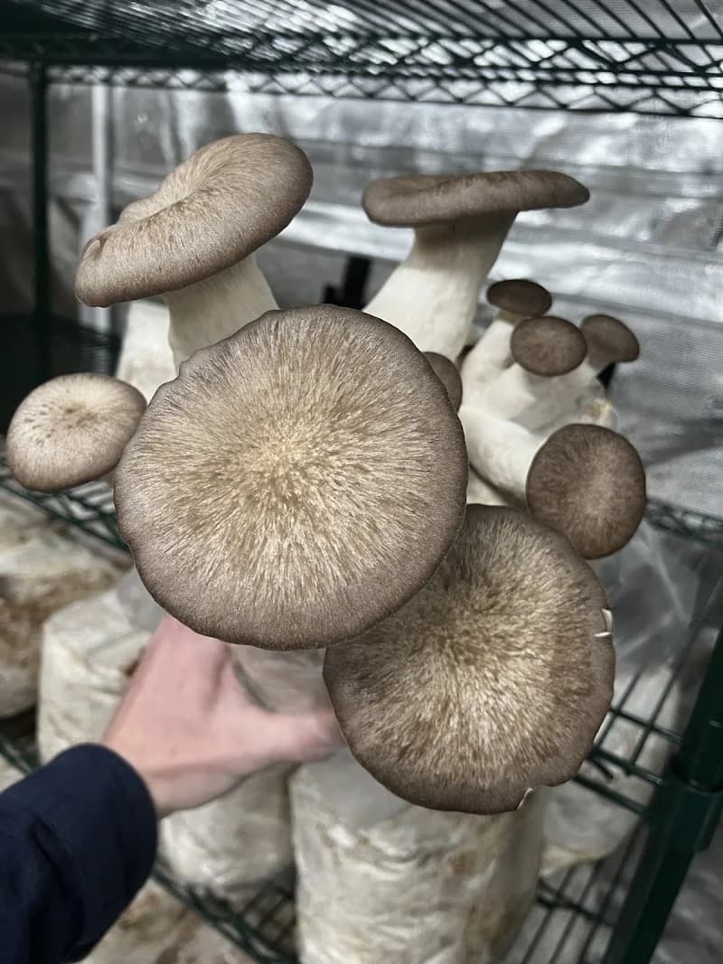 Cap Canopy Mushrooms — additional photo