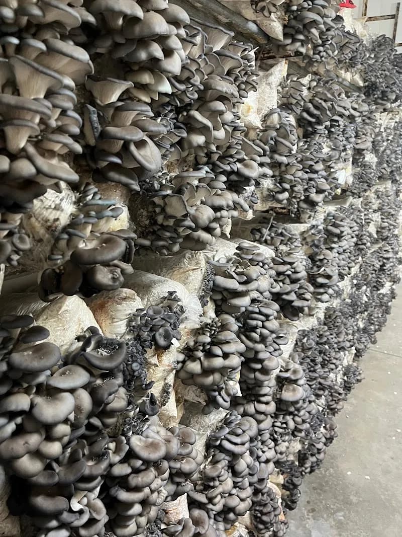 Champignons Le Coprin