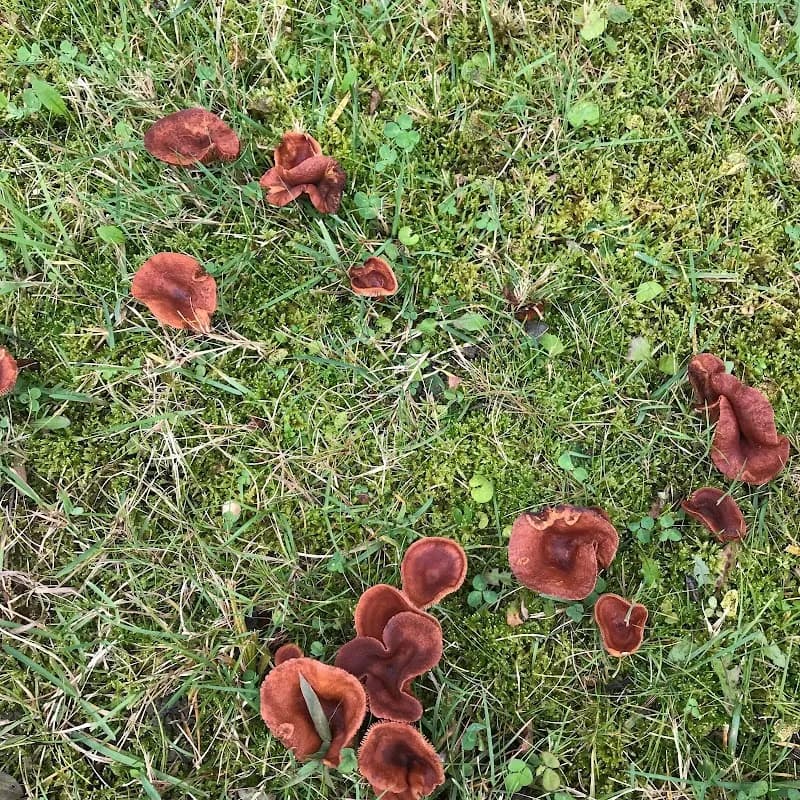 Champignons sauvages du Québec — additional photo