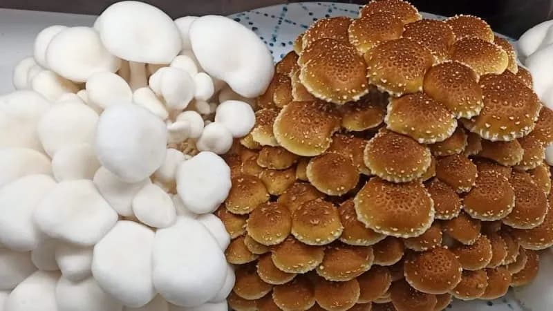 Champimignons — additional photo