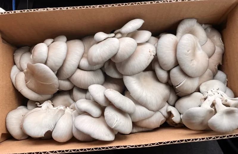 Champion Mushrooms — additional photo