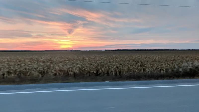 Champion Mushrooms — additional photo