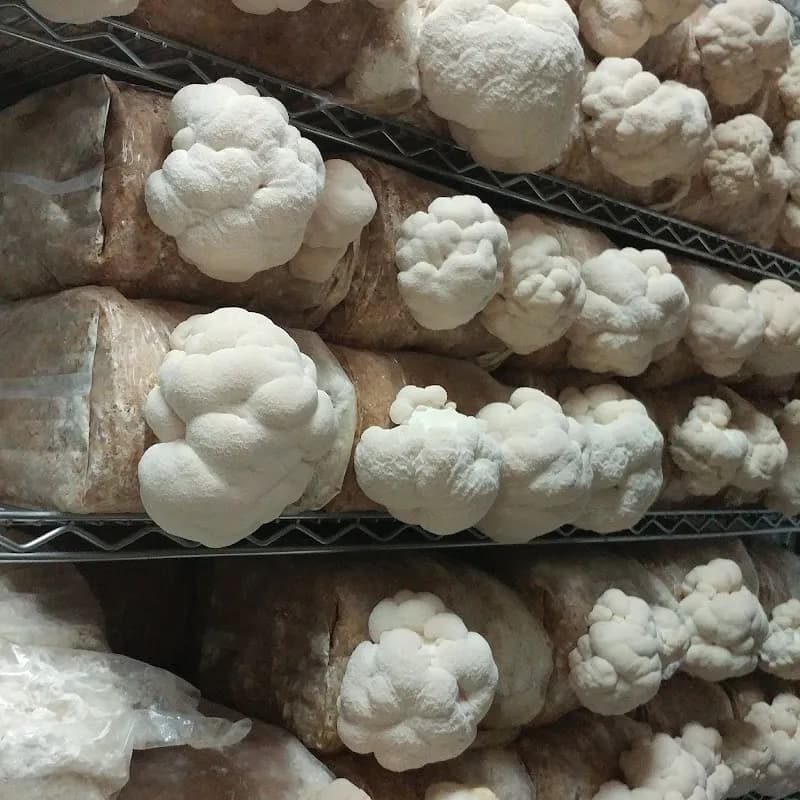 Fresh Niagara Mushrooms — additional photo