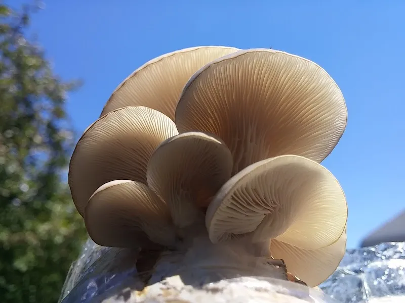 Fresh Niagara Mushrooms — additional photo