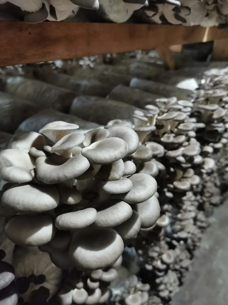 Friendship Specialty Mushroom Farm — additional photo
