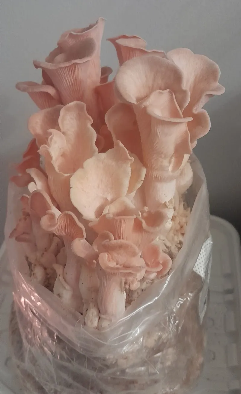 Frontier Mushrooms — additional photo