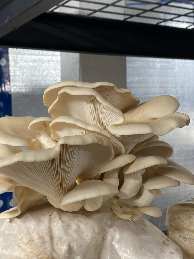 Frontier Mushrooms