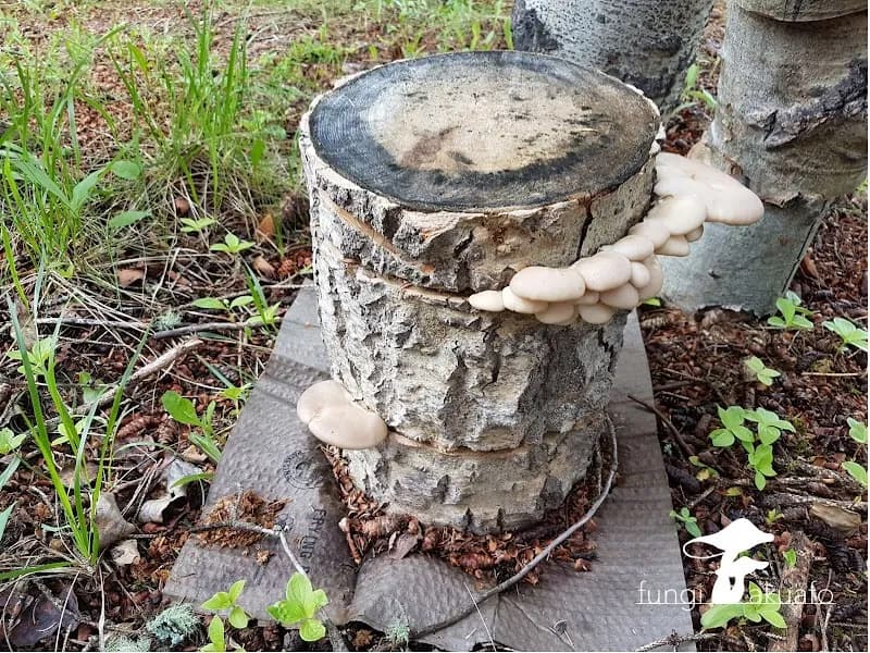 Fungi Akuafo Inc — additional photo