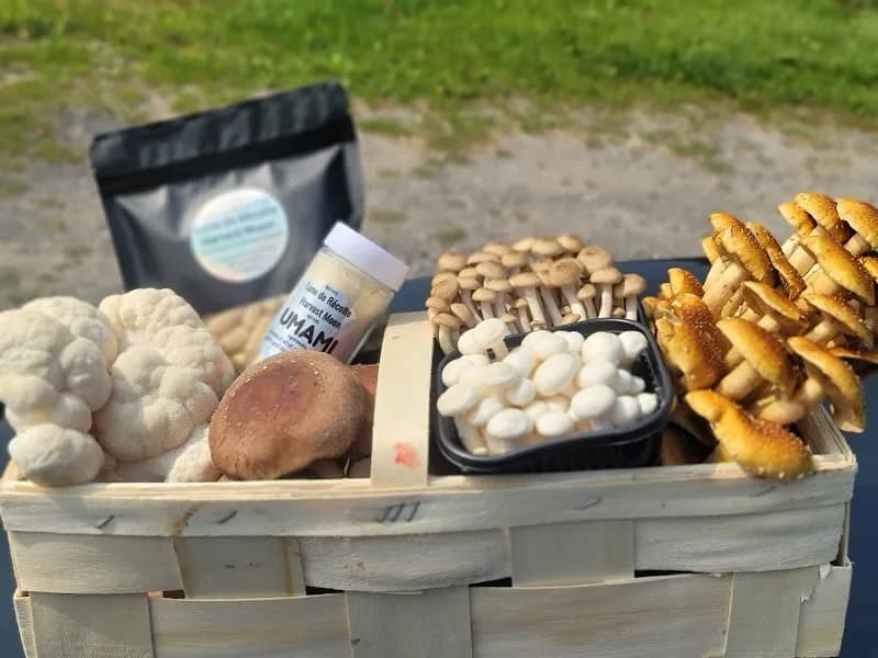 Harvest Moon (Lune de Récolte) — additional photo