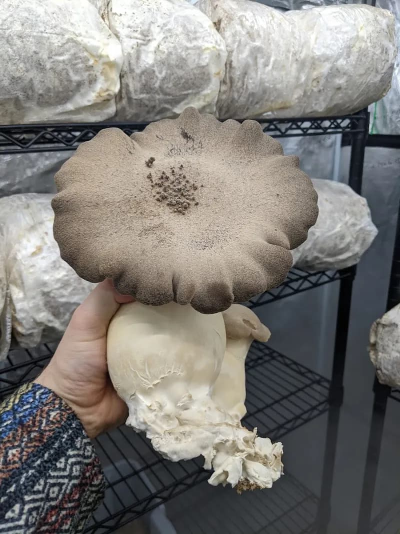 Heartwood Mushrooms Ltd — additional photo