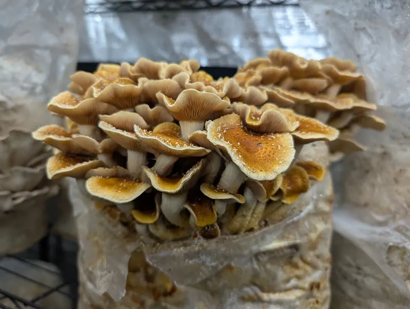 Heartwood Mushrooms Ltd — additional photo