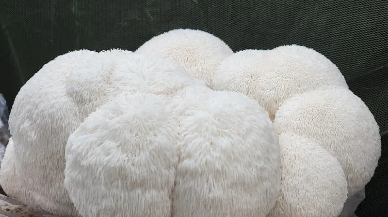 Lake Country Gourmet Mushroom Farm — additional photo