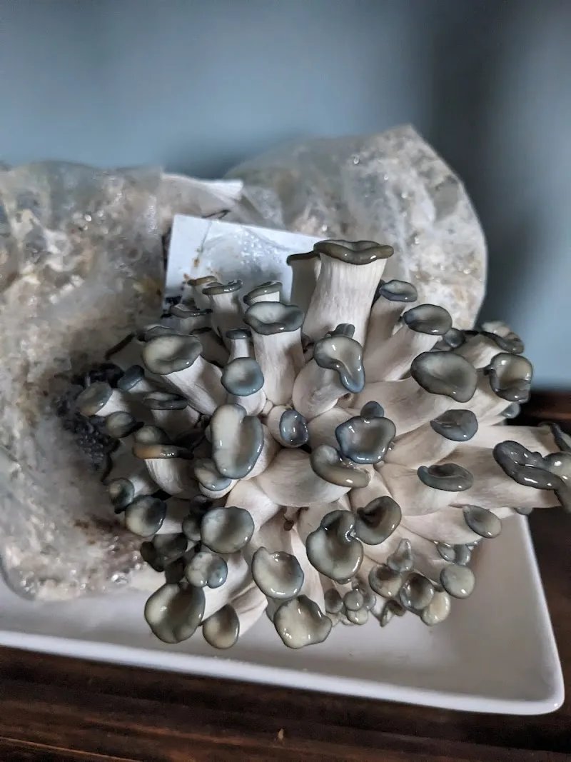 Le Réseau Souterrain - Mushroom Farm