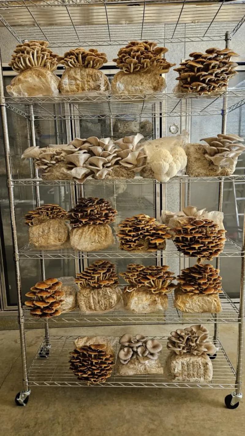 Legacy Mushrooms Inc