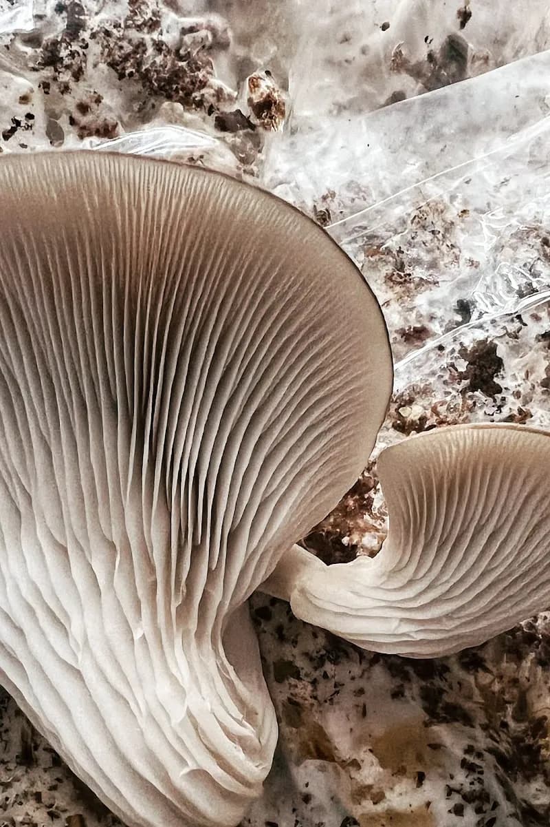 Les 400 Pieds de Champignon — additional photo