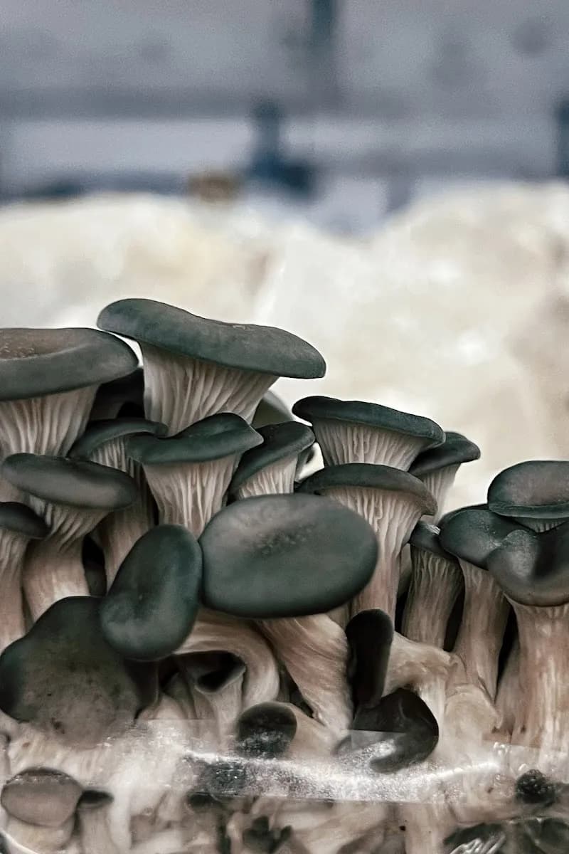 Les 400 Pieds de Champignon