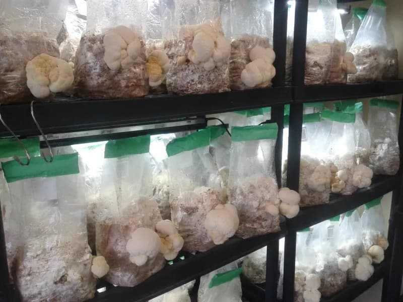 Lion's Mane Mushrooms