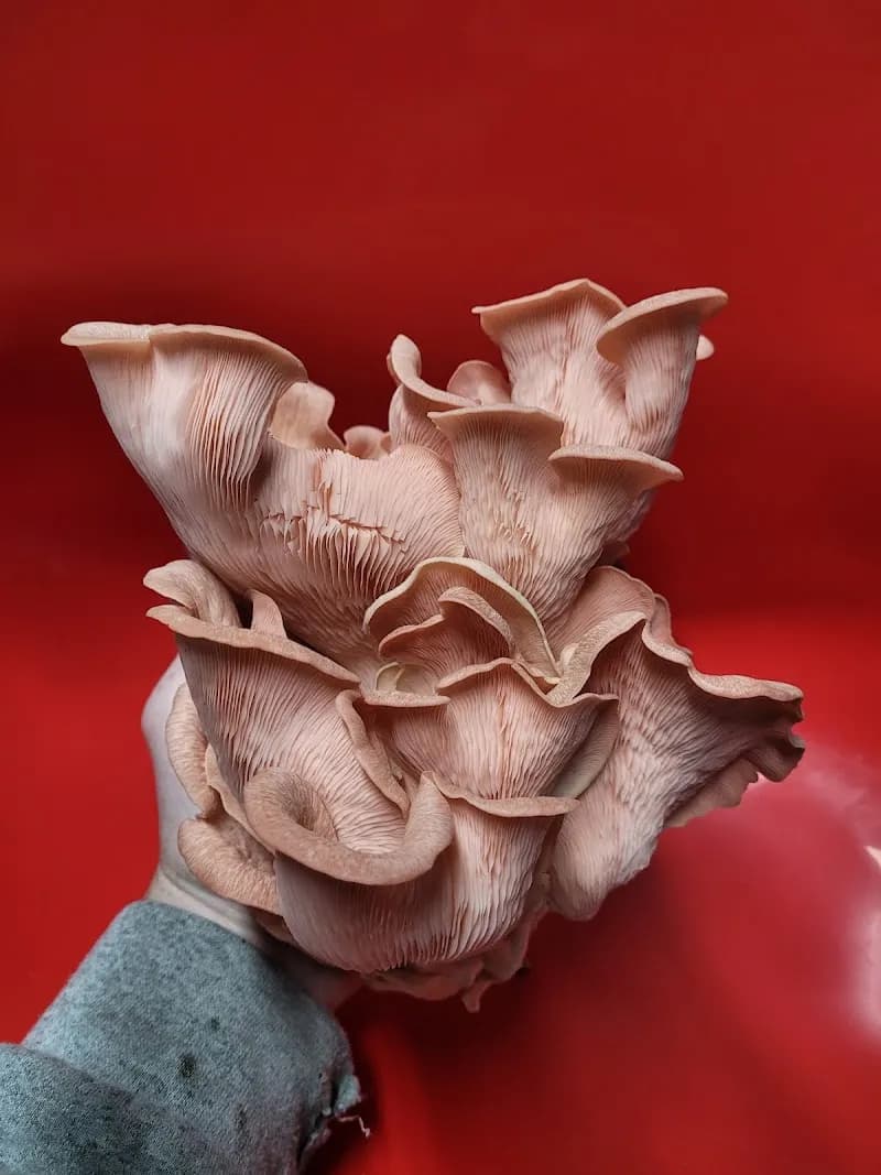 Mikee's Gourmet Mushies — additional photo