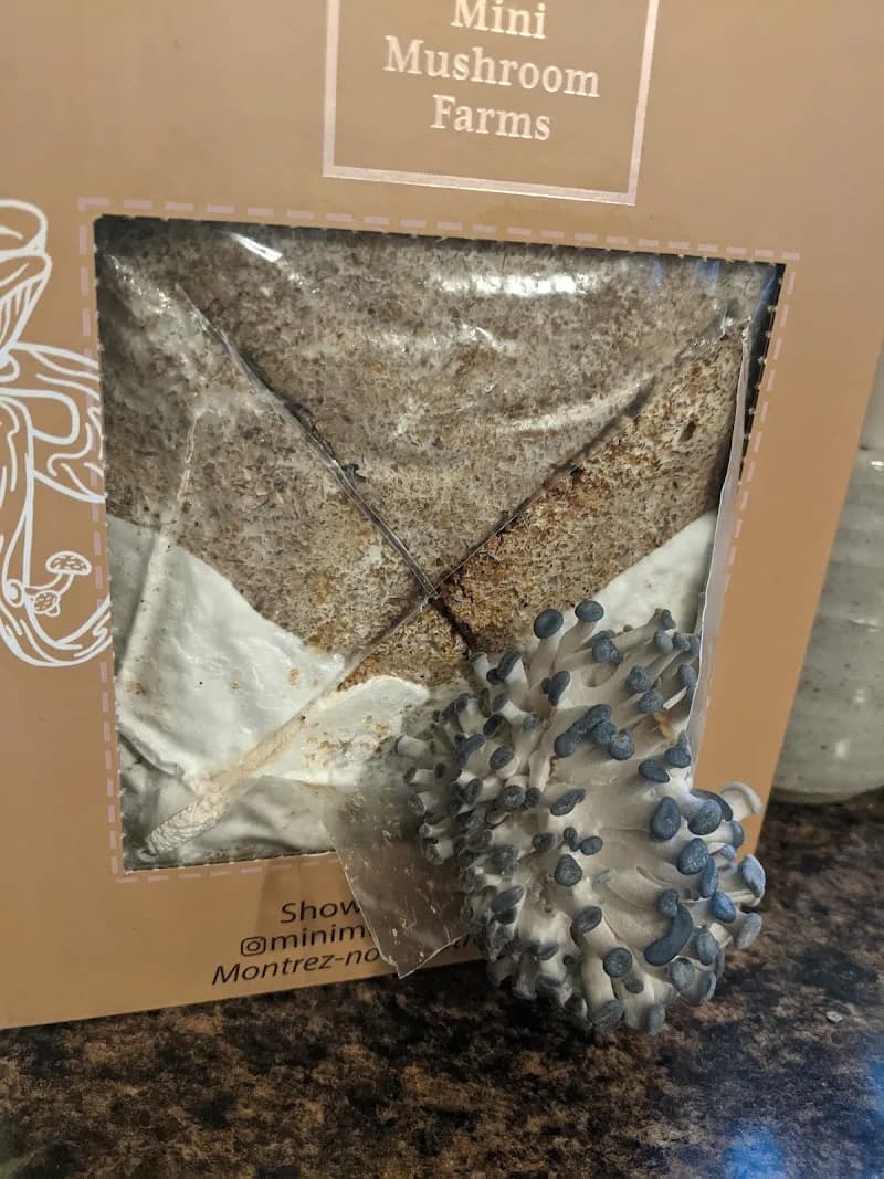 Mini Mushroom Farms — additional photo