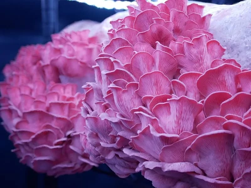 Mini Mushroom Farms