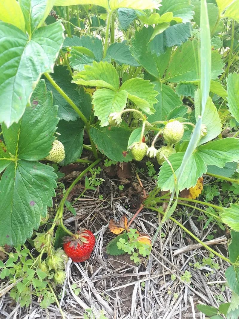 Monaghan Mushrooms Ltd — additional photo