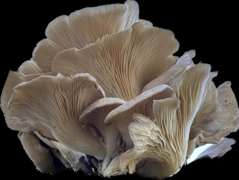 Myca Farms Ltd. — additional photo