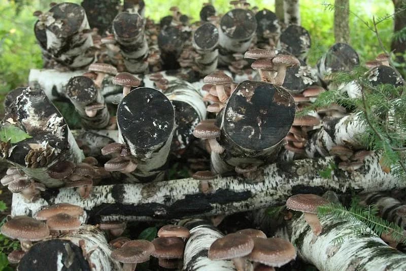 Mycotrophe — additional photo