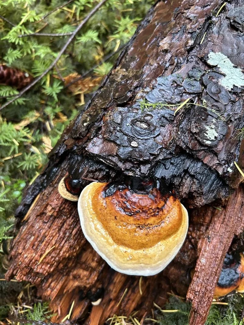 Shaggy Jack's Wild World of Mushrooms — additional photo