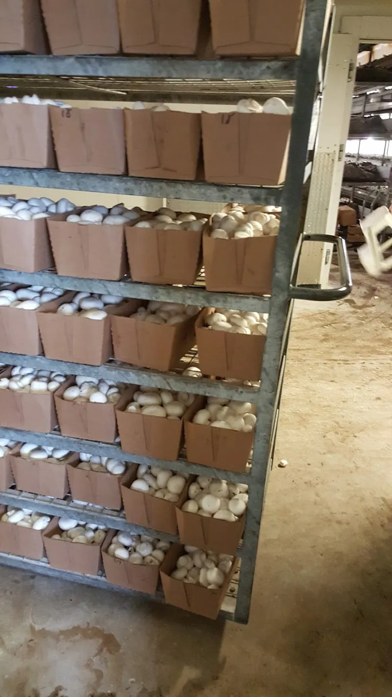 Sharon Mushroom Farm — additional photo