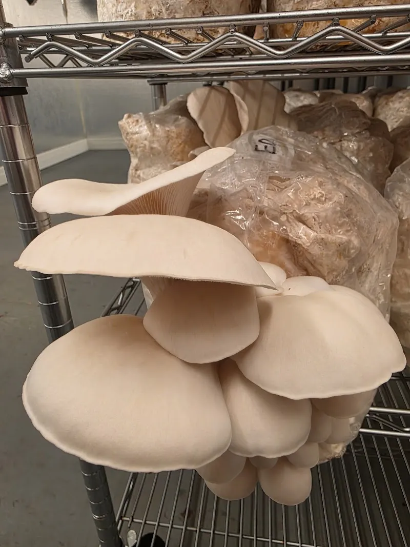 Silver Lake Mushrooms — additional photo
