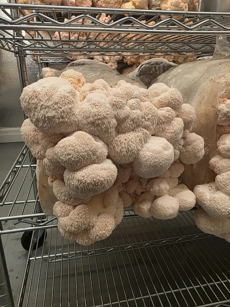 Silver Lake Mushrooms