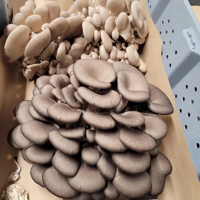 Smithereens Mushroom — additional photo