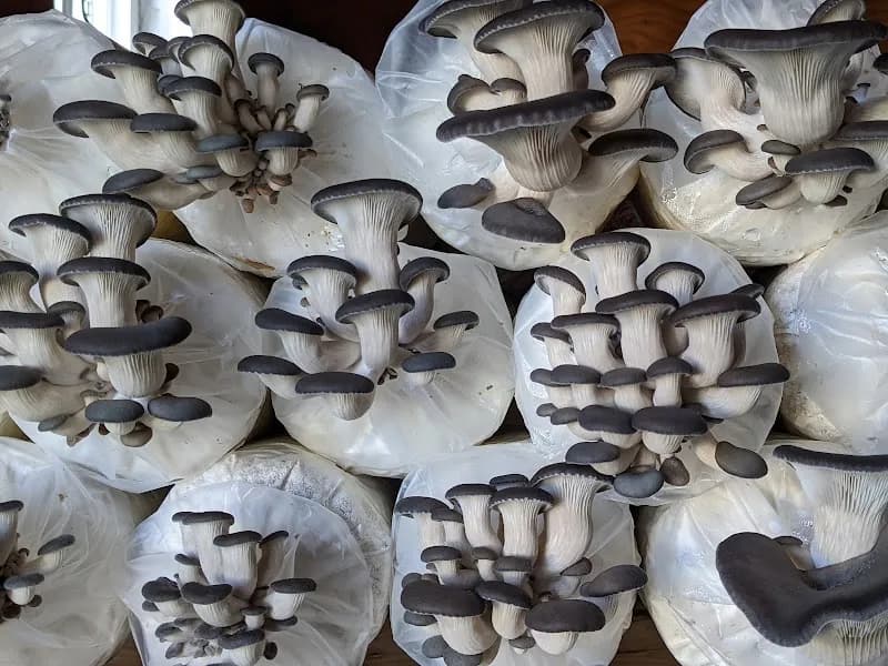 Sunrise Mushrooms Ltd — additional photo