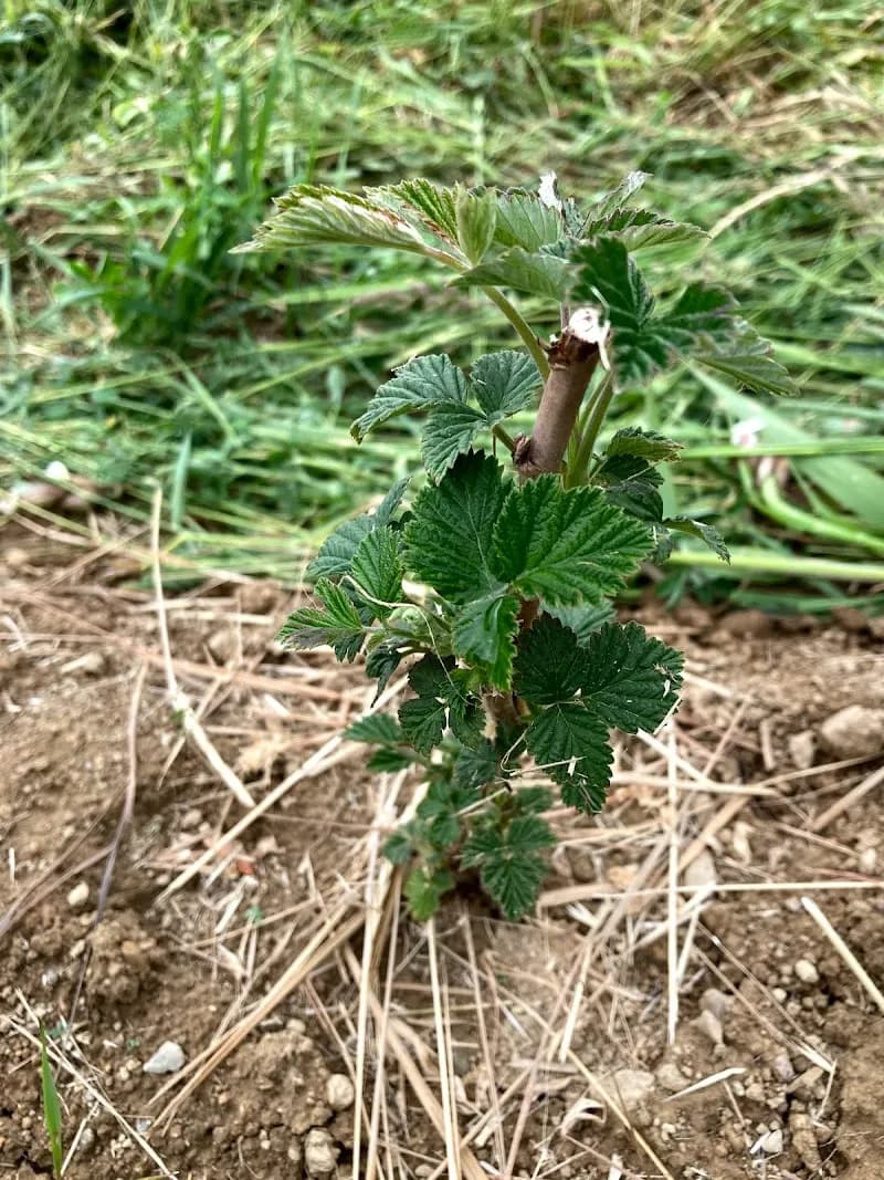 Symbiotic Horizons Farm — additional photo