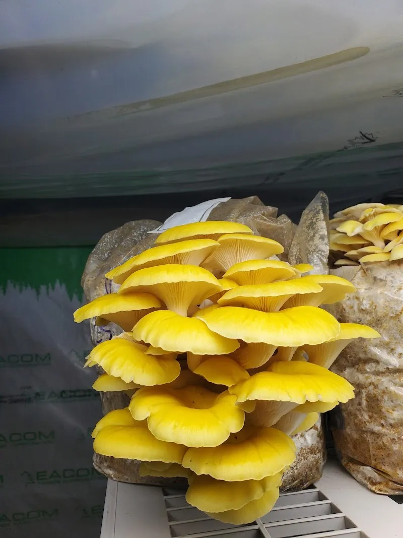 The Mushroom Tree — additional photo