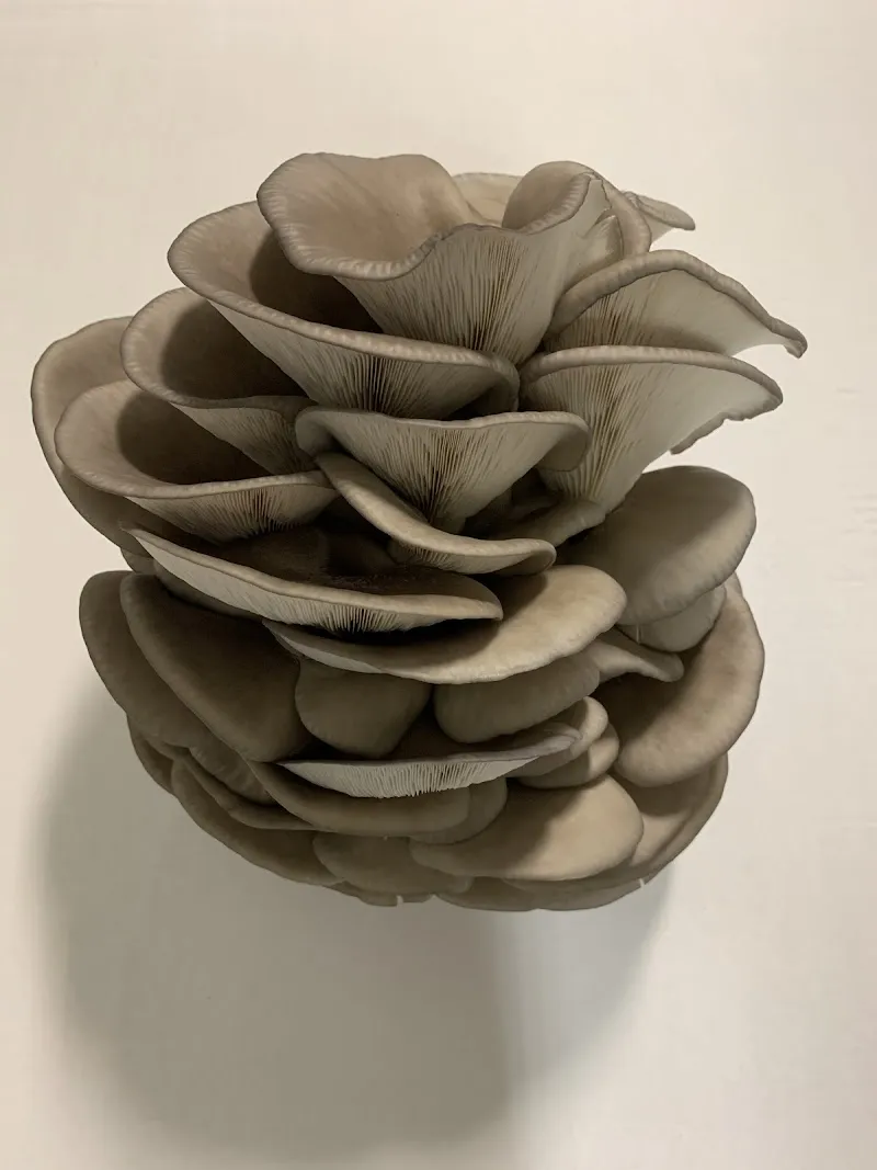 Unionville Mushrooms Farm — additional photo