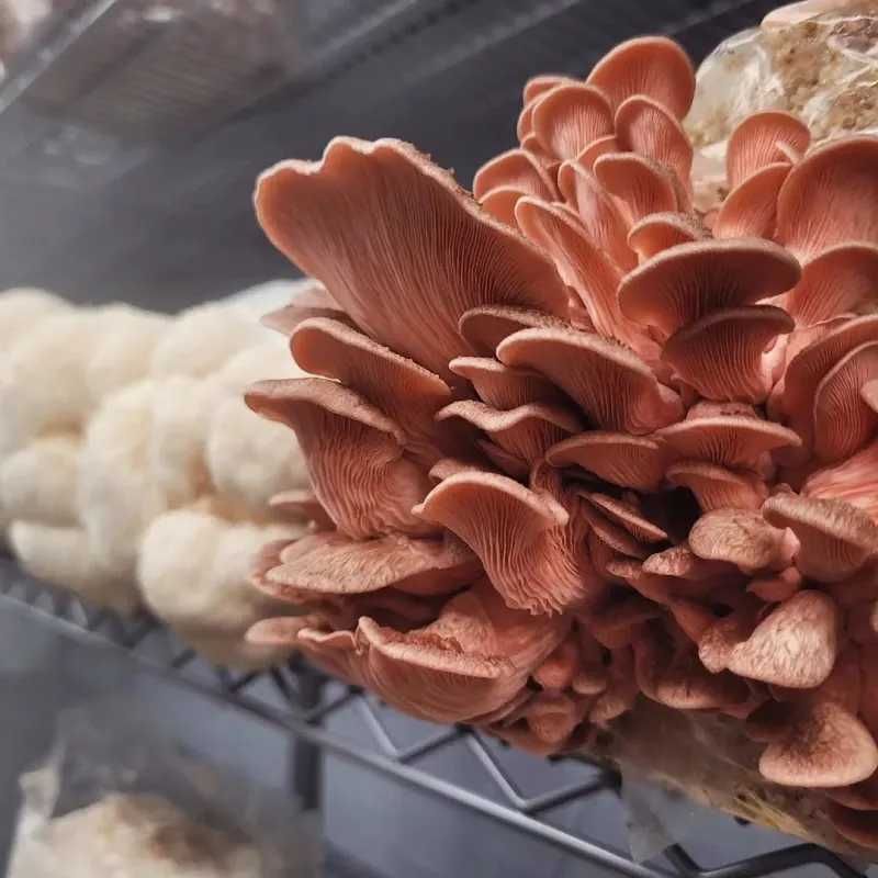 White Pine Meadows - Farm Shop and Mushroomery — additional photo