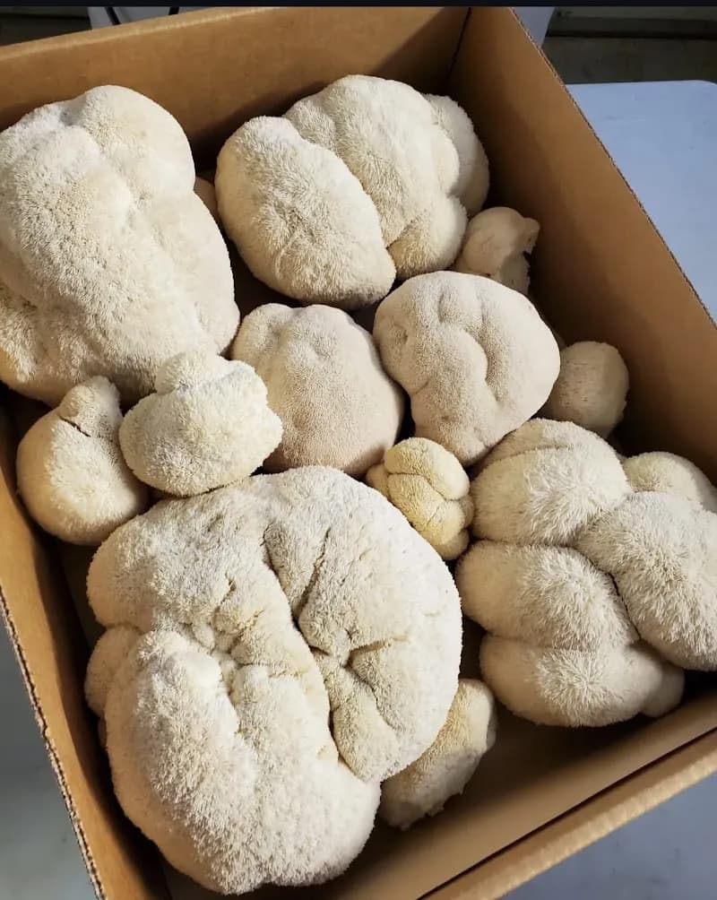 Woodland Mushrooms — additional photo