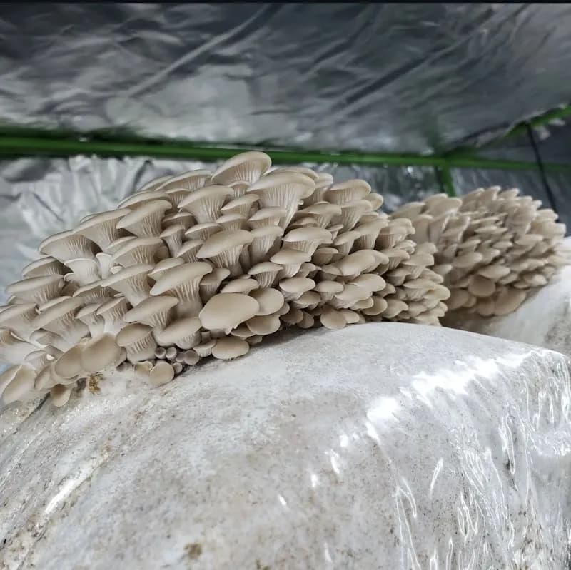 Woodland Mushrooms — additional photo