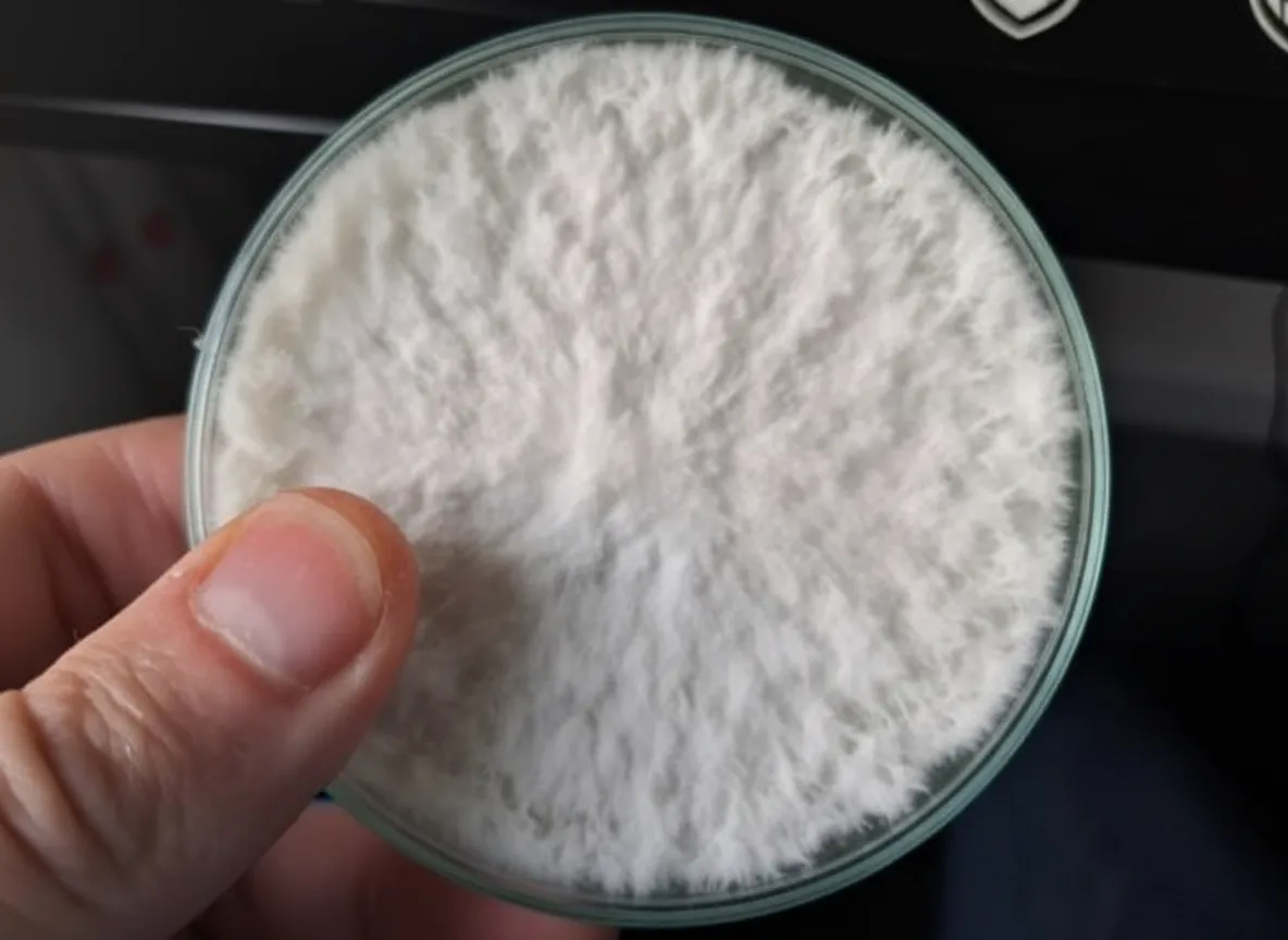 Wrapping colonized agar plates with parafilm for long-term storage